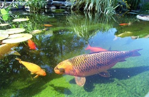 Koi doing what koi do best. symptoms of copper toxicity are gasping at the surface and disorientation.